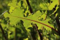 Lactuca serriola