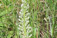 Himantoglossum hircinum