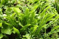 Asplenium scolopendrium