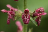 Stachys sylvatica