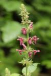 Stachys sylvatica