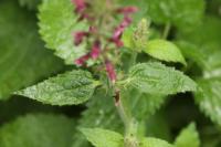 Stachys sylvatica