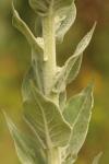 Verbascum pulverulentum