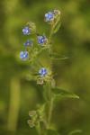 Pentaglottis sempervirens