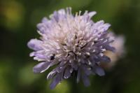 Knautia arvensis
