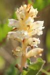 Orobanche picridis-hieracioidis