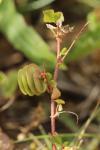 Medicago orbicularis