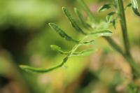 Knautia arvensis