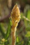 Orobanche picridis-hieracioidis