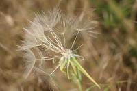 Tragopogon pratensis