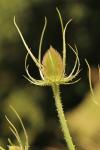 Dipsacus fullonum