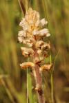Orobanche picridis-hieracioidis
