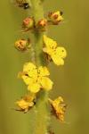 Agrimonia eupatoria