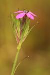Dianthus armeria