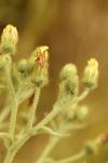 Andryala integrifolia