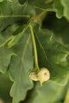 Quercus robur