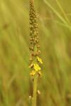 Agrimonia eupatoria
