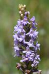 Gymnadenia conopsea