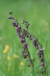 Epipactis atrorubens