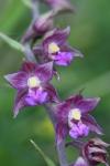 Epipactis atrorubens