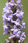 Gymnadenia conopsea