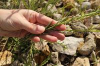 Senecio inaequidens