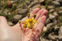 Senecio inaequidens