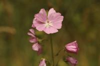 Malva moschata