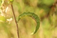 Andryala integrifolia
