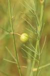 Asparagus officinalis
