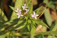 Sherardia arvensis