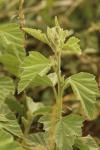 Althaea officinalis