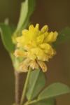 Trifolium campestre