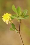 Trifolium campestre