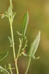 Rumex acetosella