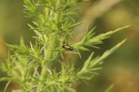 Ulex europaeus
