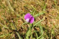 Lathyrus hirsutus