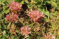 Trifolium hybridum