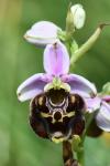 Ophrys holosericea