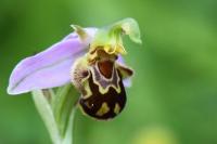 Ophrys apifera
