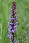 Gymnadenia conopsea