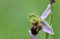 Ophrys apifera