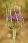 Dipsacus fullonum