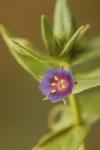 Lysimachia foemina