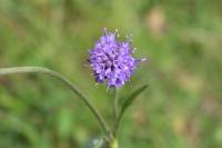 Succisa pratensis