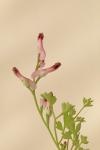 Fumaria muralis