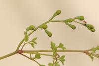 Fumaria muralis