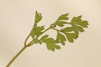 Fumaria muralis