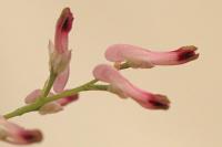 Fumaria muralis