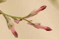 Fumaria muralis